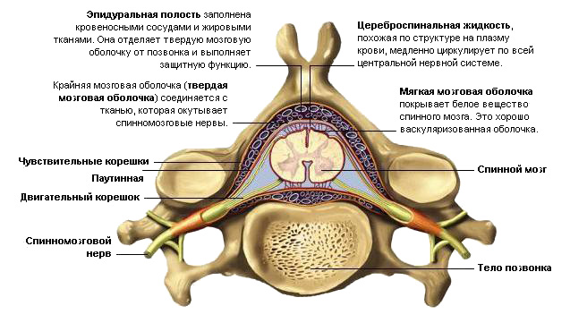 устройство таза